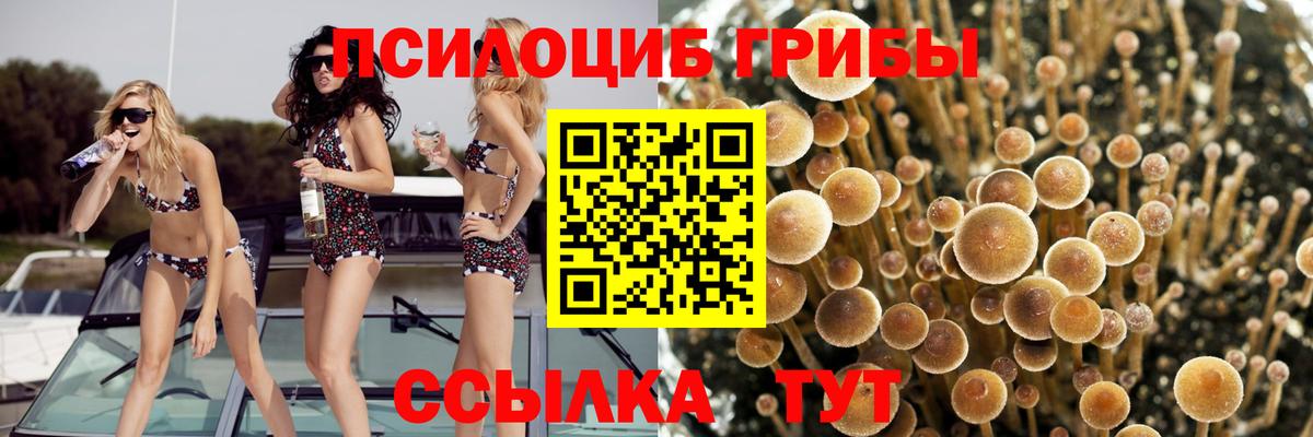 Зеленогорск  Галлюциногенные грибы ЛСД  Галлюциногенные грибы Cubensis  Вход с VPN 